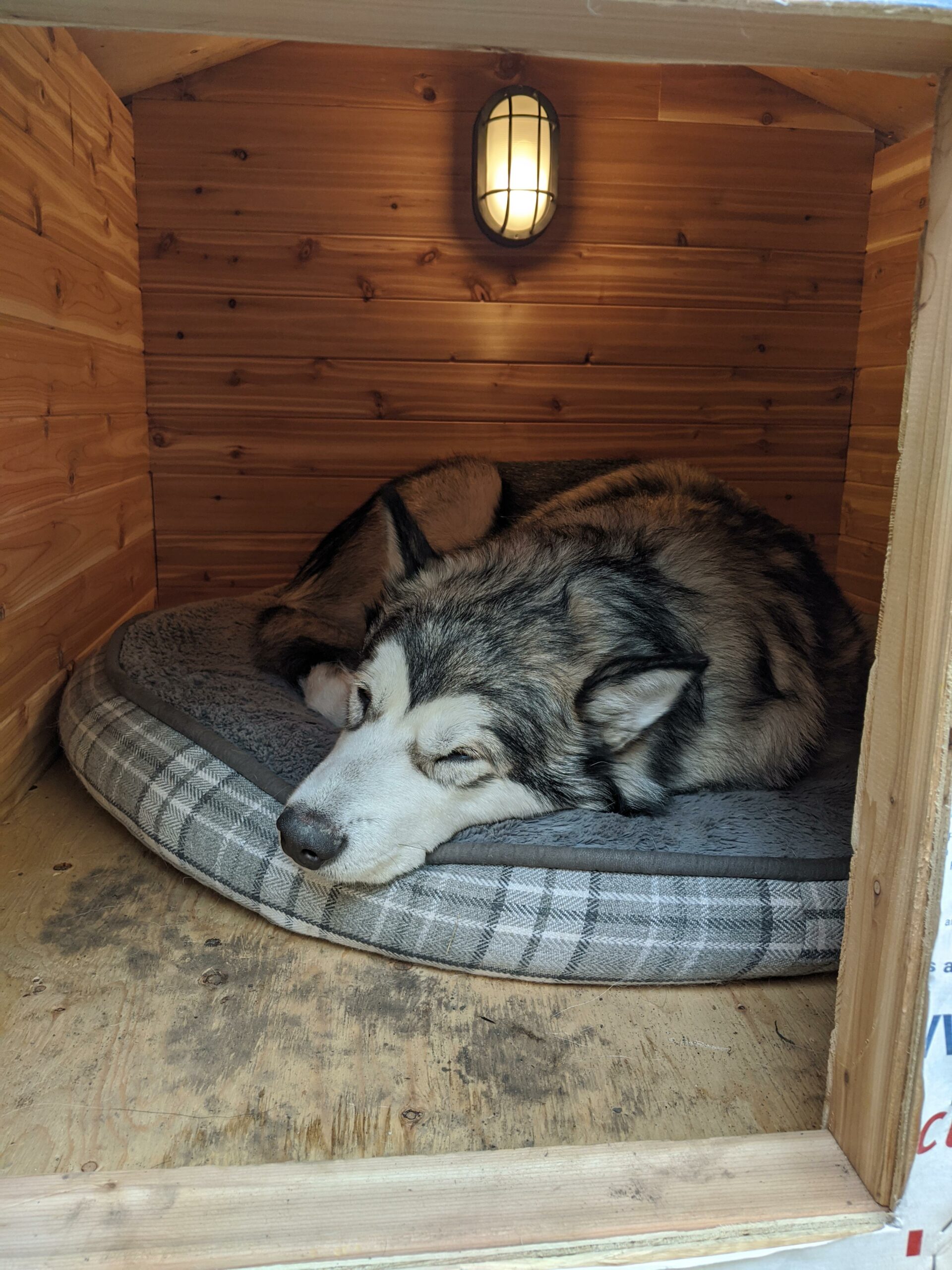 wolf hybrid dog sleeping in cedar dog house