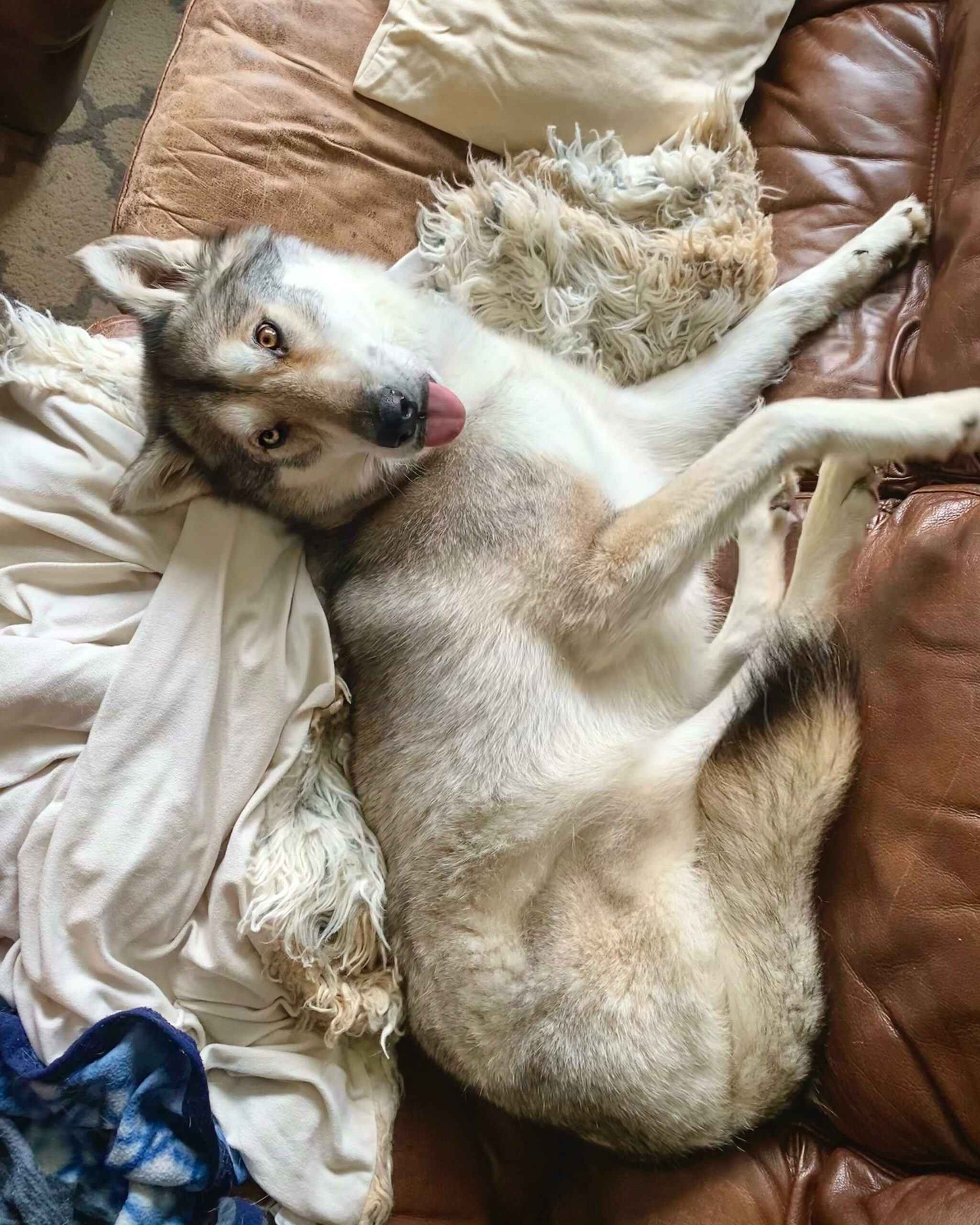 wolf hybrid lying on couch with tongue out