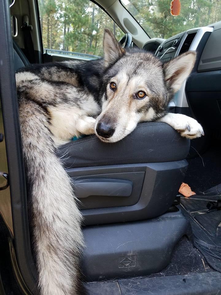 wolf dog hybrid curled up on car seat