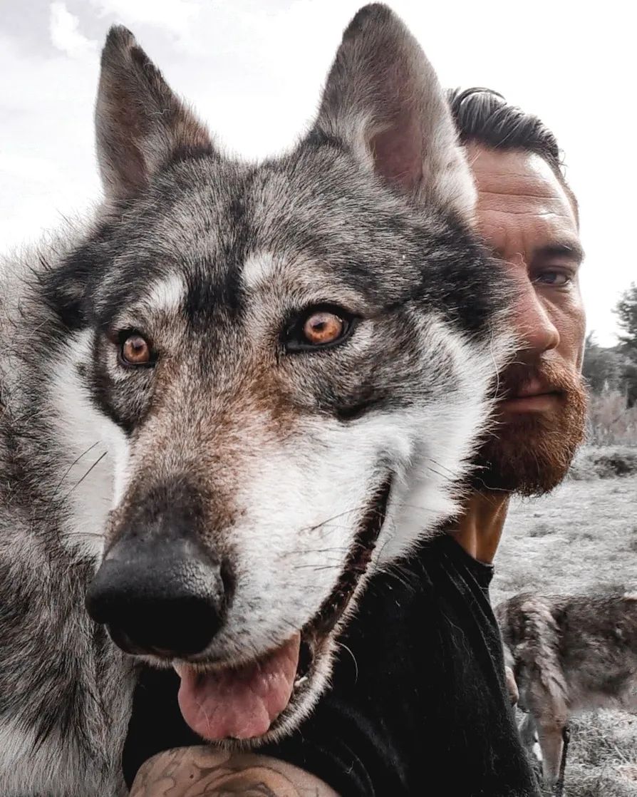 close up of beautiful wolf dog with man behind him