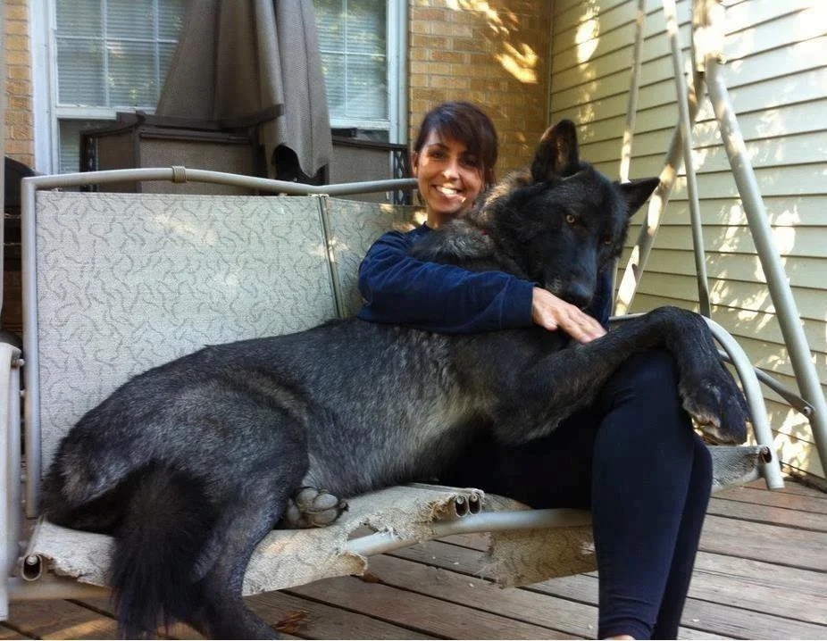woman sitting on porch with huge black wolf dog on her lap