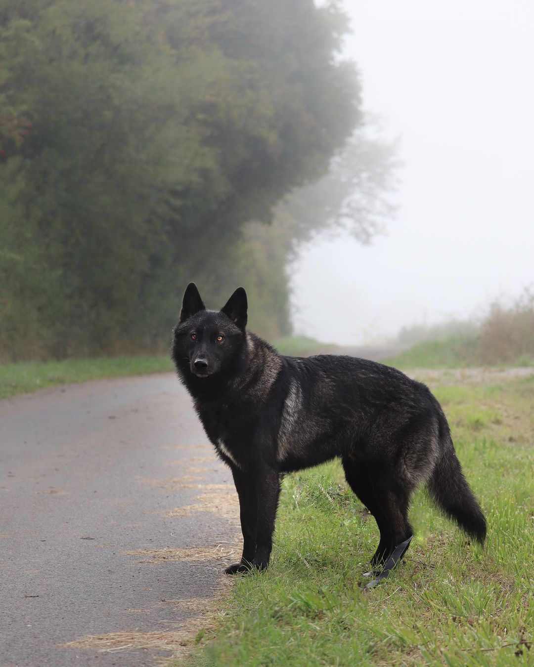 black wolf hybrid in fog