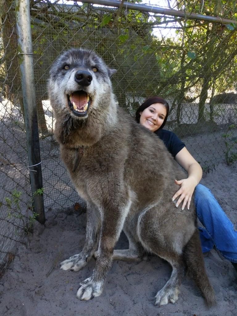woman sitting with massive grey wolf hybrid on her lap