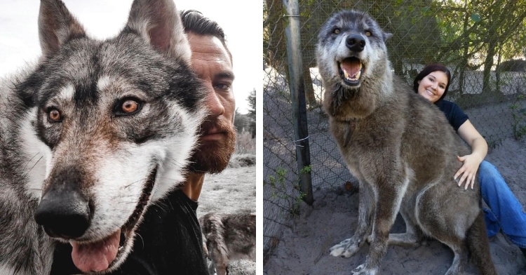 man and woman show off their massive wolf dog hybrid pets
