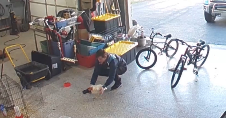 Amazon driver tries to wrangle chicken into garage.