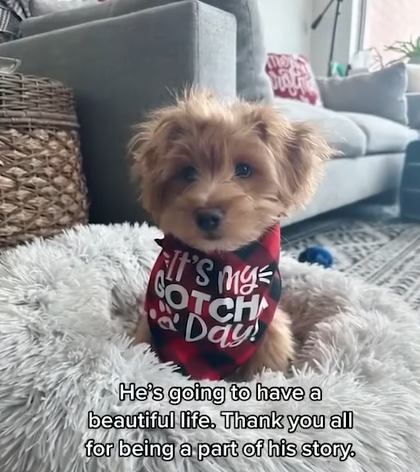 Beau the blind dog in his new home. He's sitting on a fluffy dog bed and is wearing something that says "It's my gotcha day!" On the image are the words "He's going to have a beautiful life. Thank you all for being a part of his story."