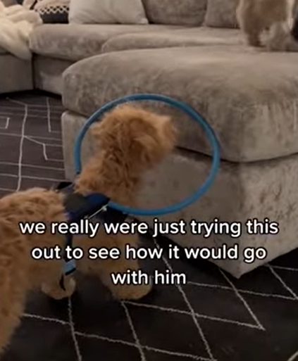 Nelson wearing a hula hoop collar as he inspects a couch.