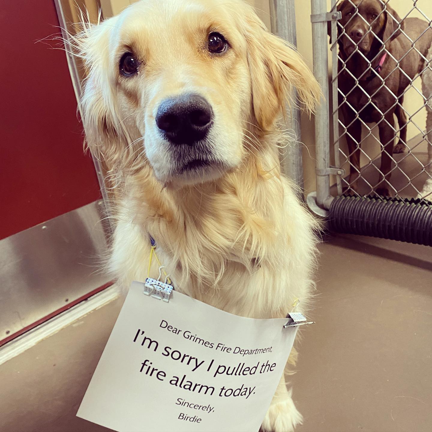Birdie the golden retriever wearing a sign that says "I'm sorry I pulled the fire alarm today. Sincerely, Birdie."