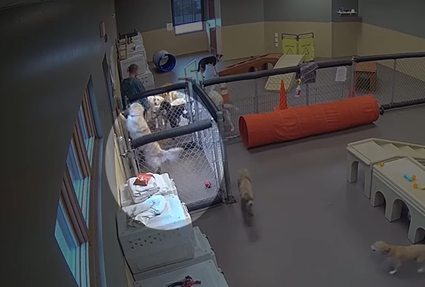 security footage of Birdie the dog hitting the fire alarm at doggy daycare.