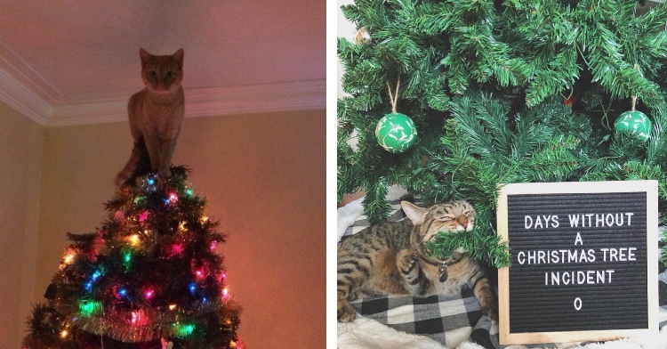 cat standing on top of Christmas tree, Cat chewing on branch with caption "0 days since last Christmas tree incident."