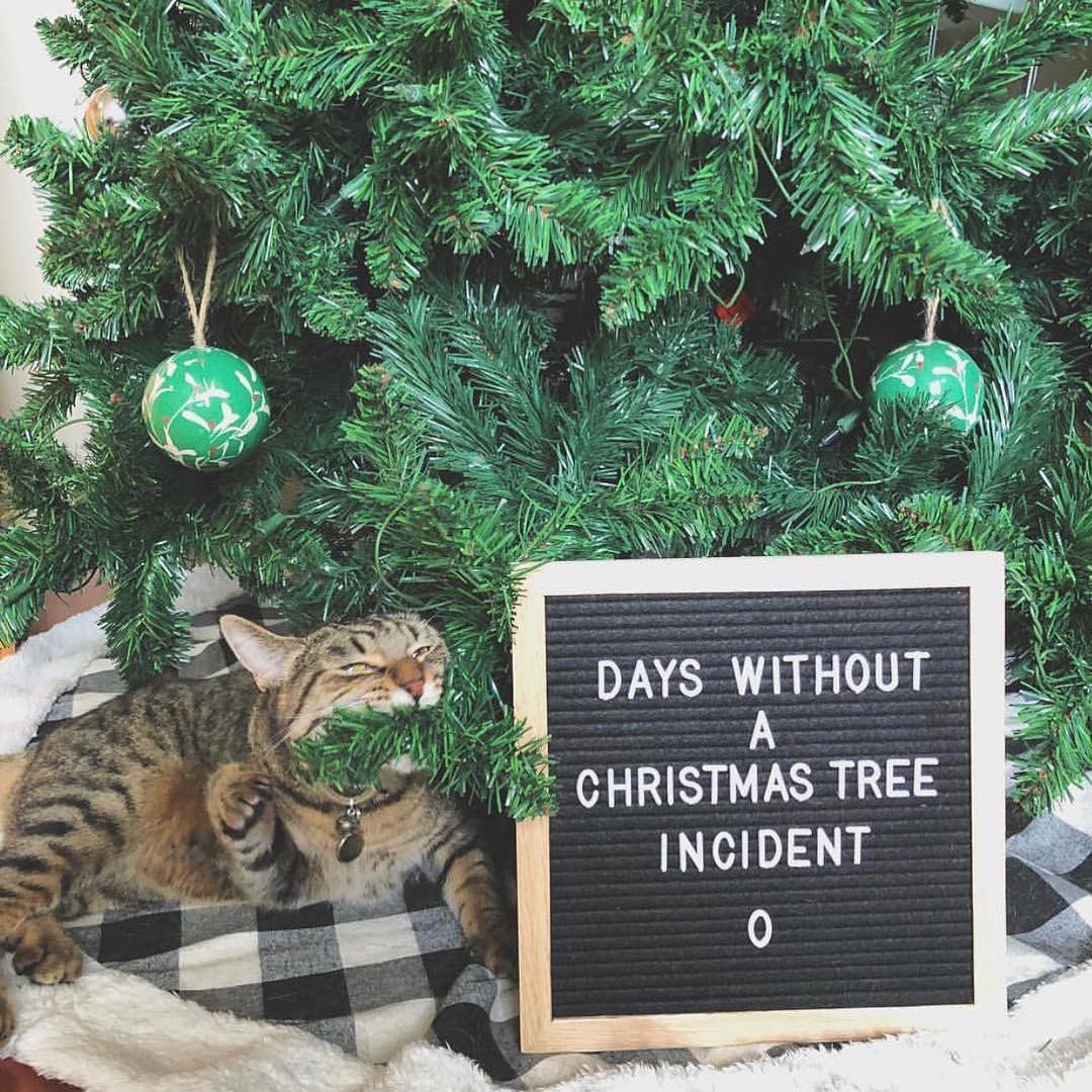 cat chewing on Christmas tree branch next to sign that says "days without a Christmas tree incident: 0."