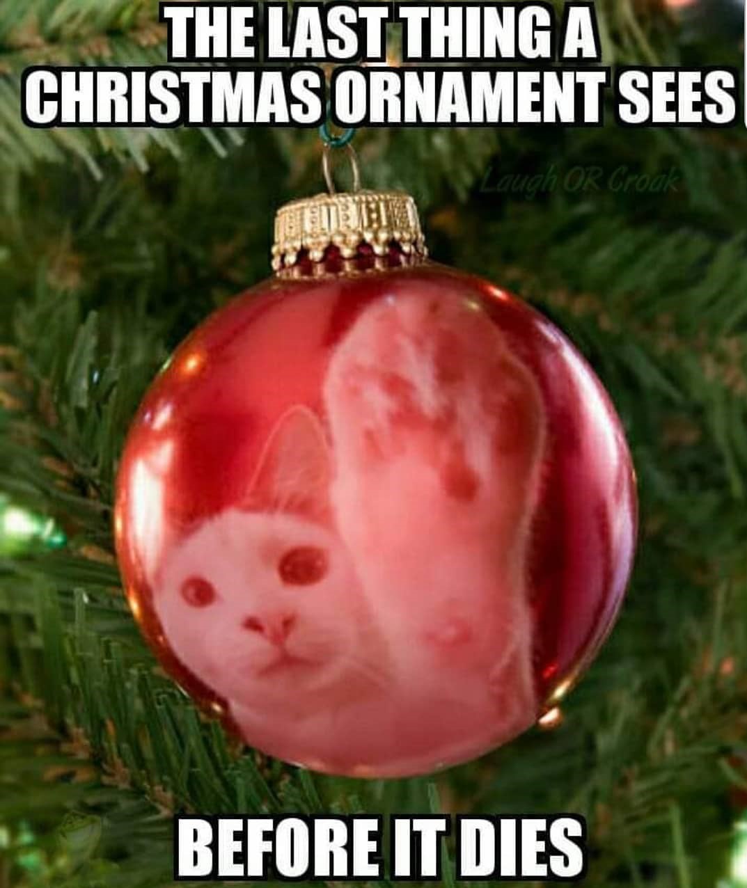 Christmas tree ornament with cat reflected on surface. Caption says "The last thing a Christmas ornament sees before it dies."