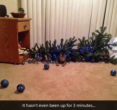 Christmas tree lying on the ground with a cat underneath it. Caption says 