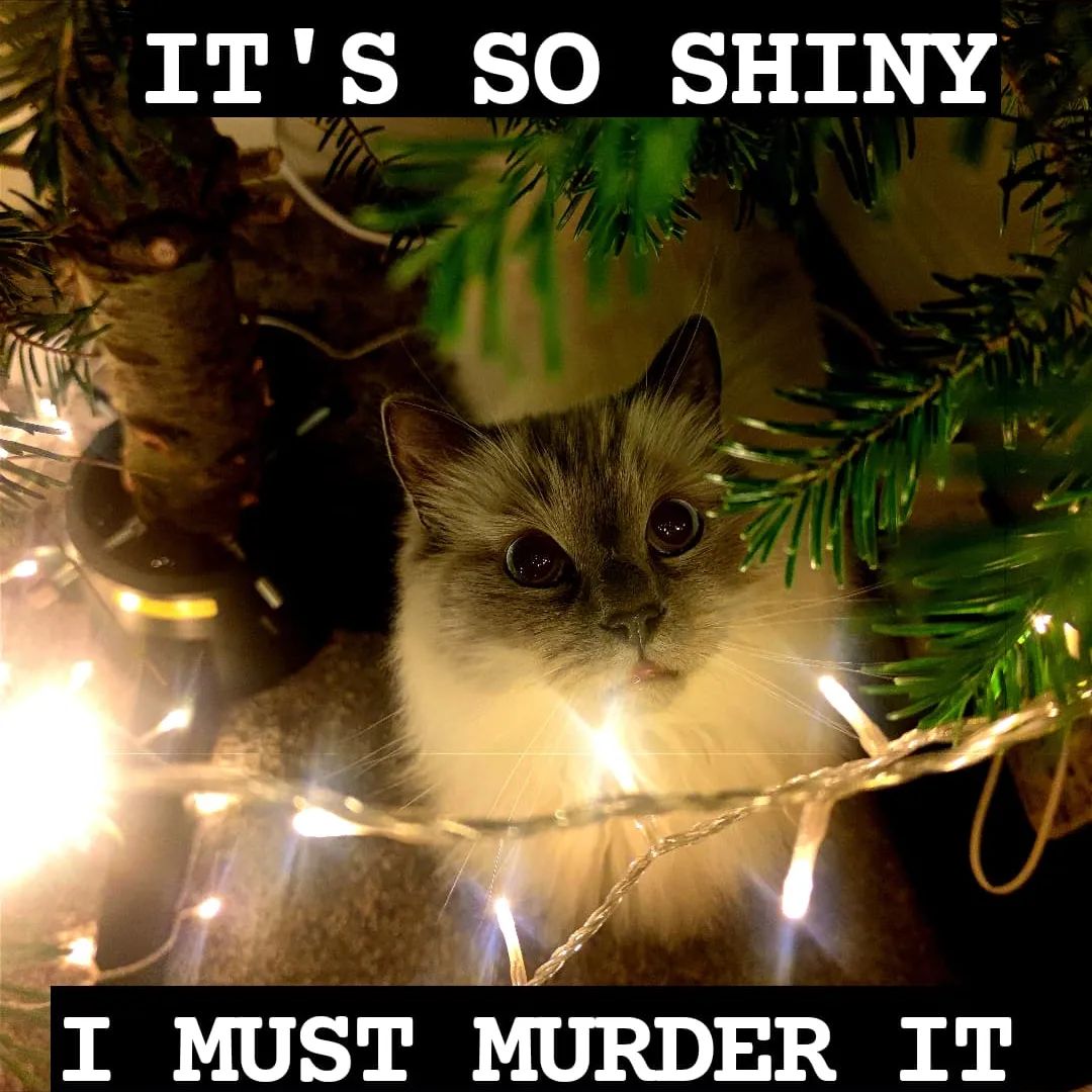 cat sitting inside Christmas tree. Caption says 