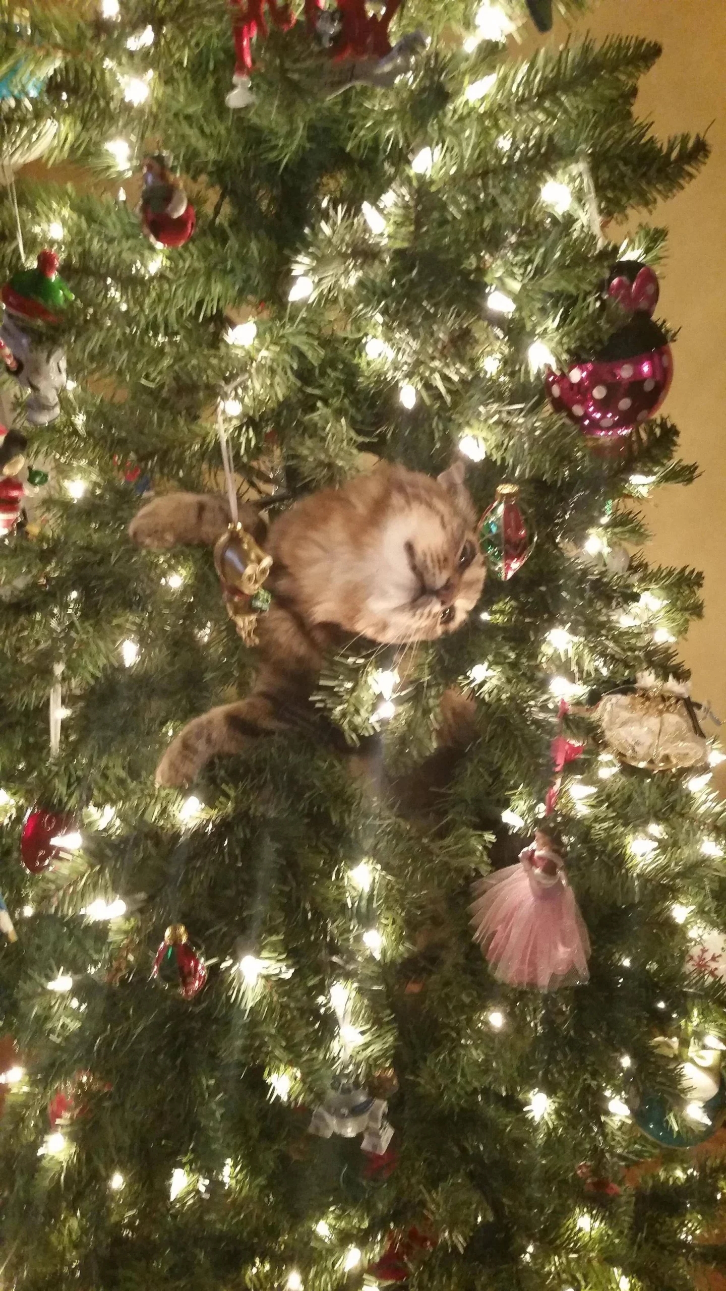 cat sitting inside Christmas tree
