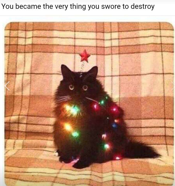 cat with Christmas lights around his body with caption, "You became the very thing you swore to destroy."
