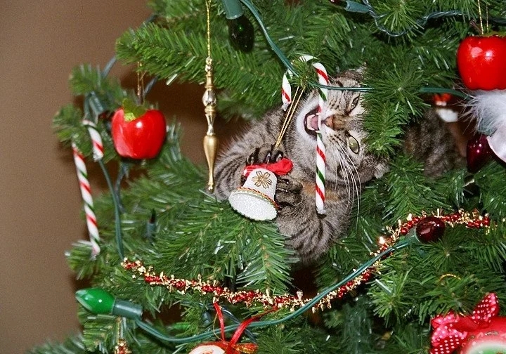 cat sitting inside Christmas tree chewing on a candy cane