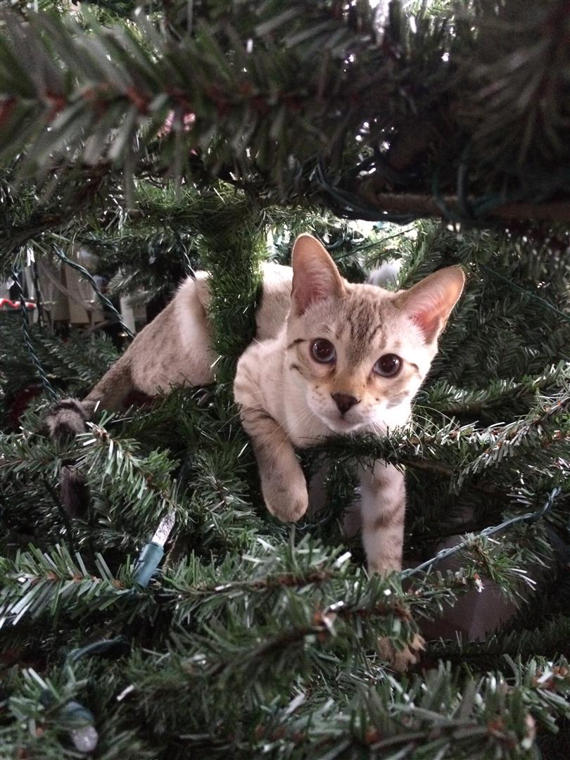 cat sitting inside Christmas tree.