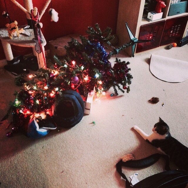 cat lying placidly on floor next to Christmas tree he knocked over and destroyed.