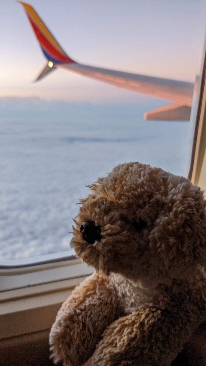 Dog Dog the stuffed animal on a Southwest air flight. He's gazing out of the window and at the clouds below.
