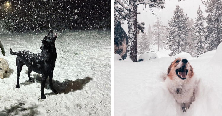 black dog biting snowflakes and white dog smiling in snow bank