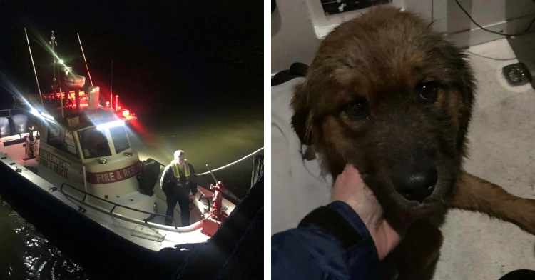 Edgewater Fire Department rescues Bear the dog from Hudson River