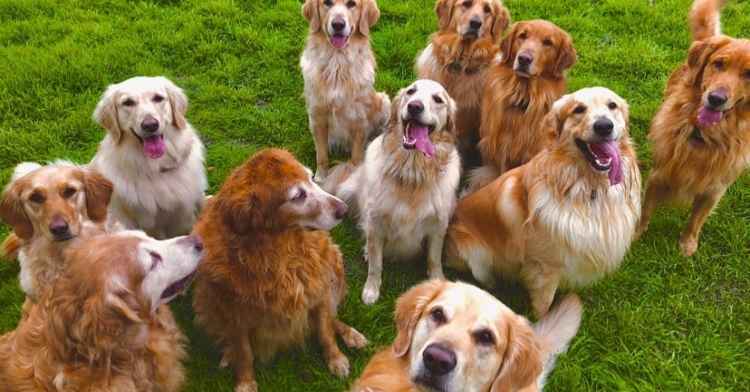 Collin Standon's 13 golden retrievers