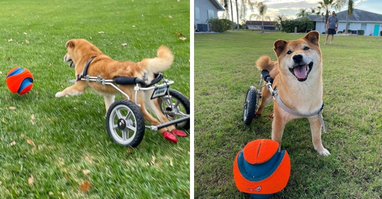 Gordon the Shiba Inu chasing a ball