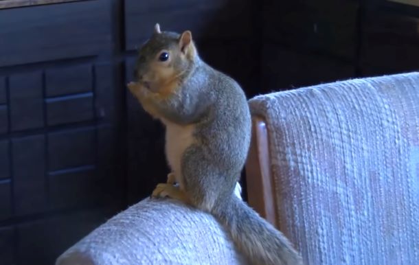A squirrel is standing on a couch.