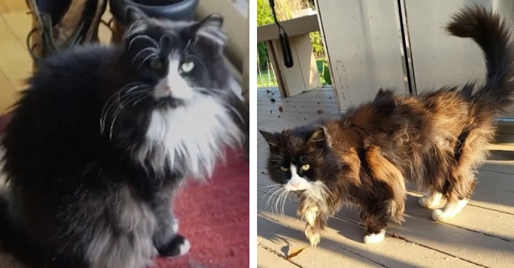 Mimi the cat before and after getting lost