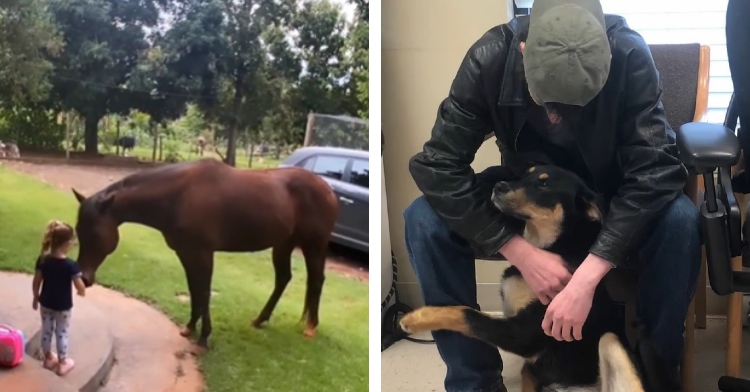horse hugs little girl who was crying, homeless teen hugs dog at shelter