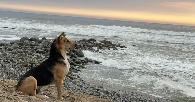Dog named Vaguito waits oceanside for owner to return.
