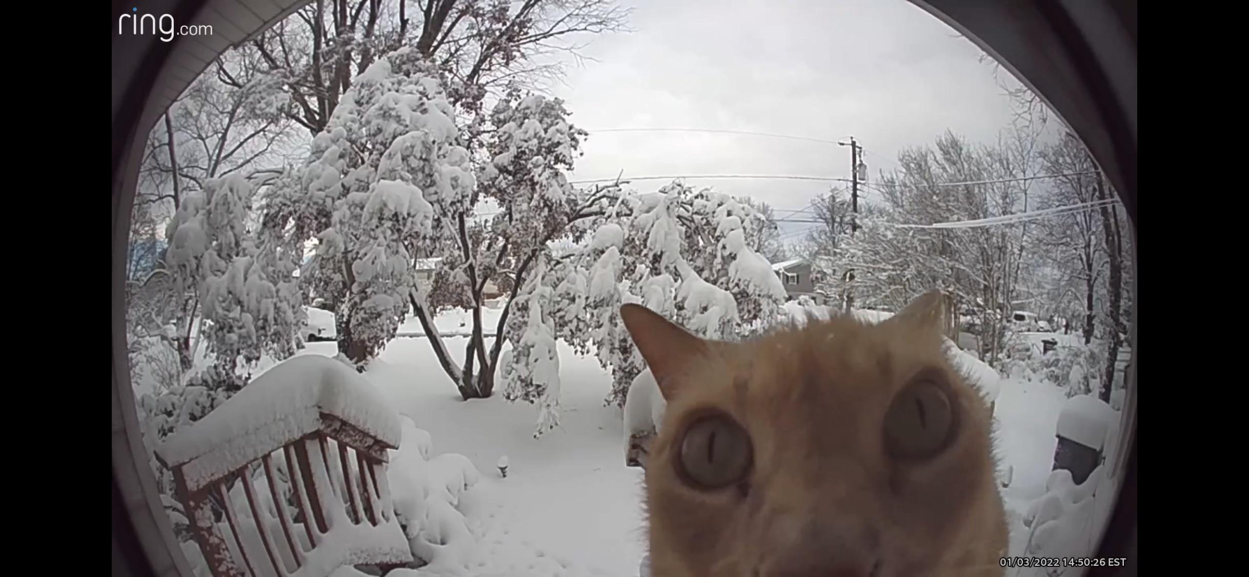 orange cat peering into camera of Ring doorbell. snow on the ground and trees can be seen behind the cat.