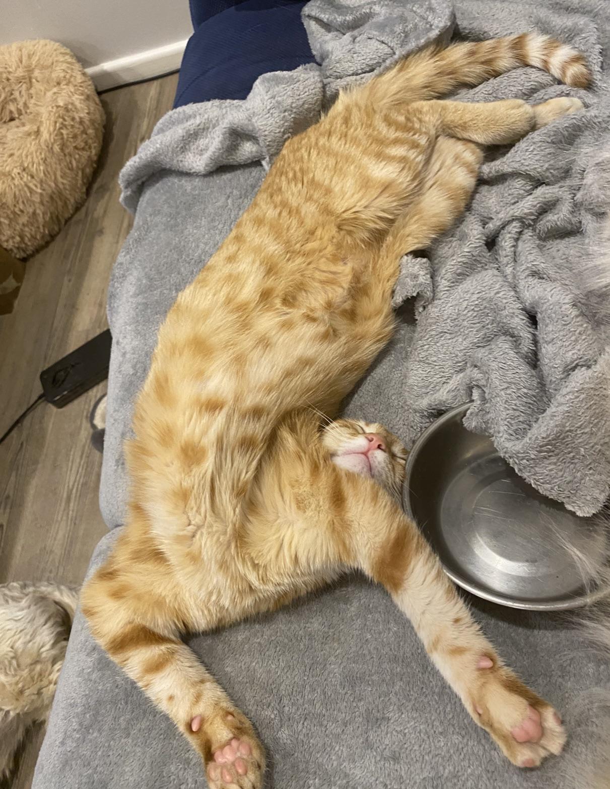 orange cat sleeping stretched out in a strange position with head looking backwards