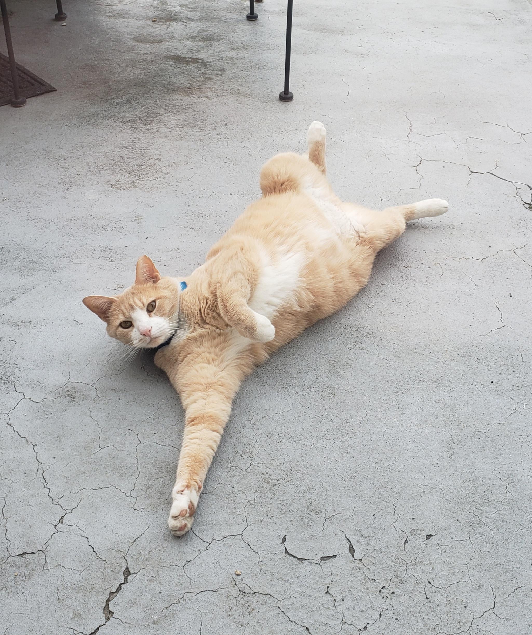 orange cat stretched out showing his belly