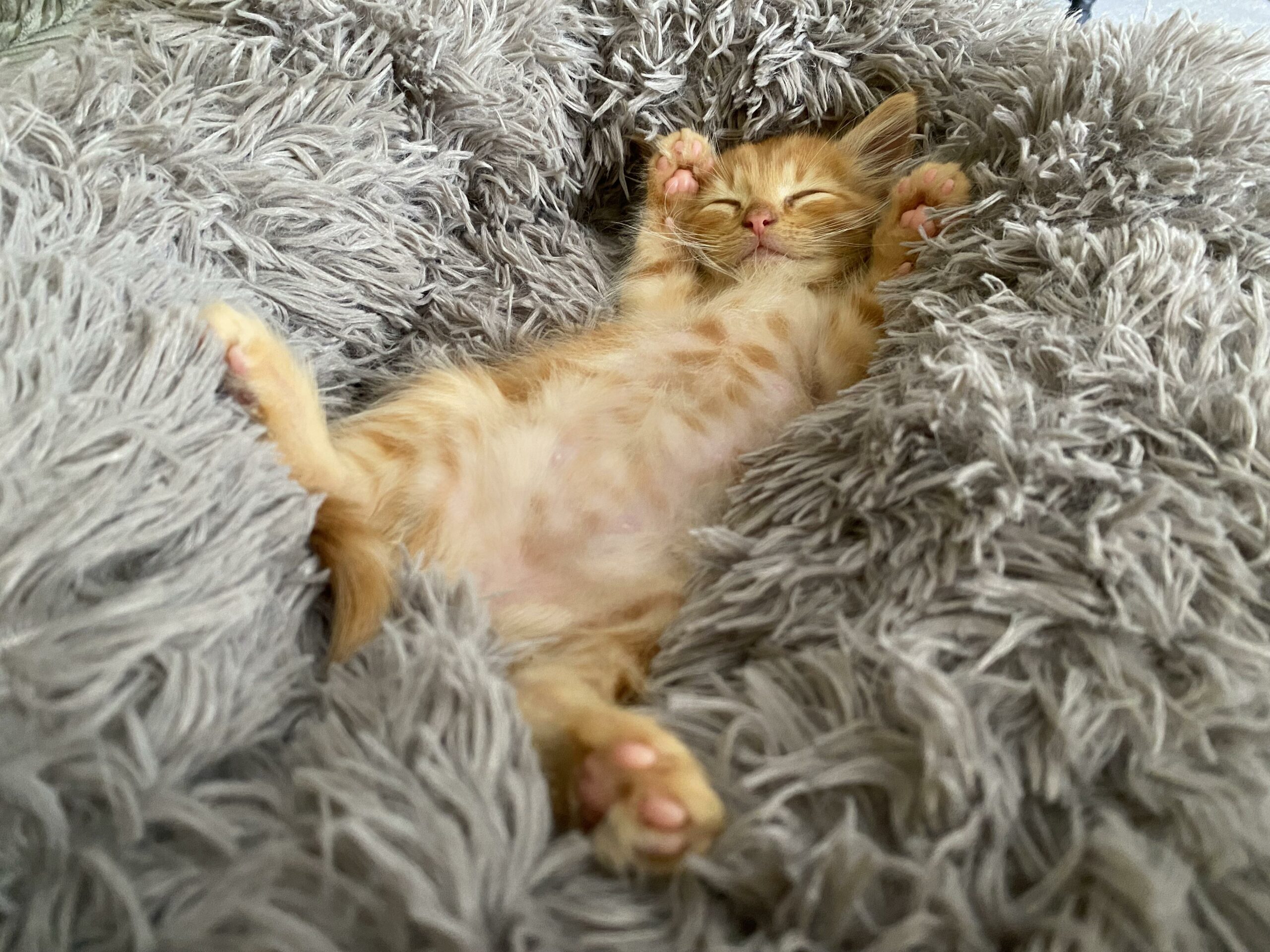 orange kitten lying on his back on fluffy blanket. the kitten is smiling and looks very content.