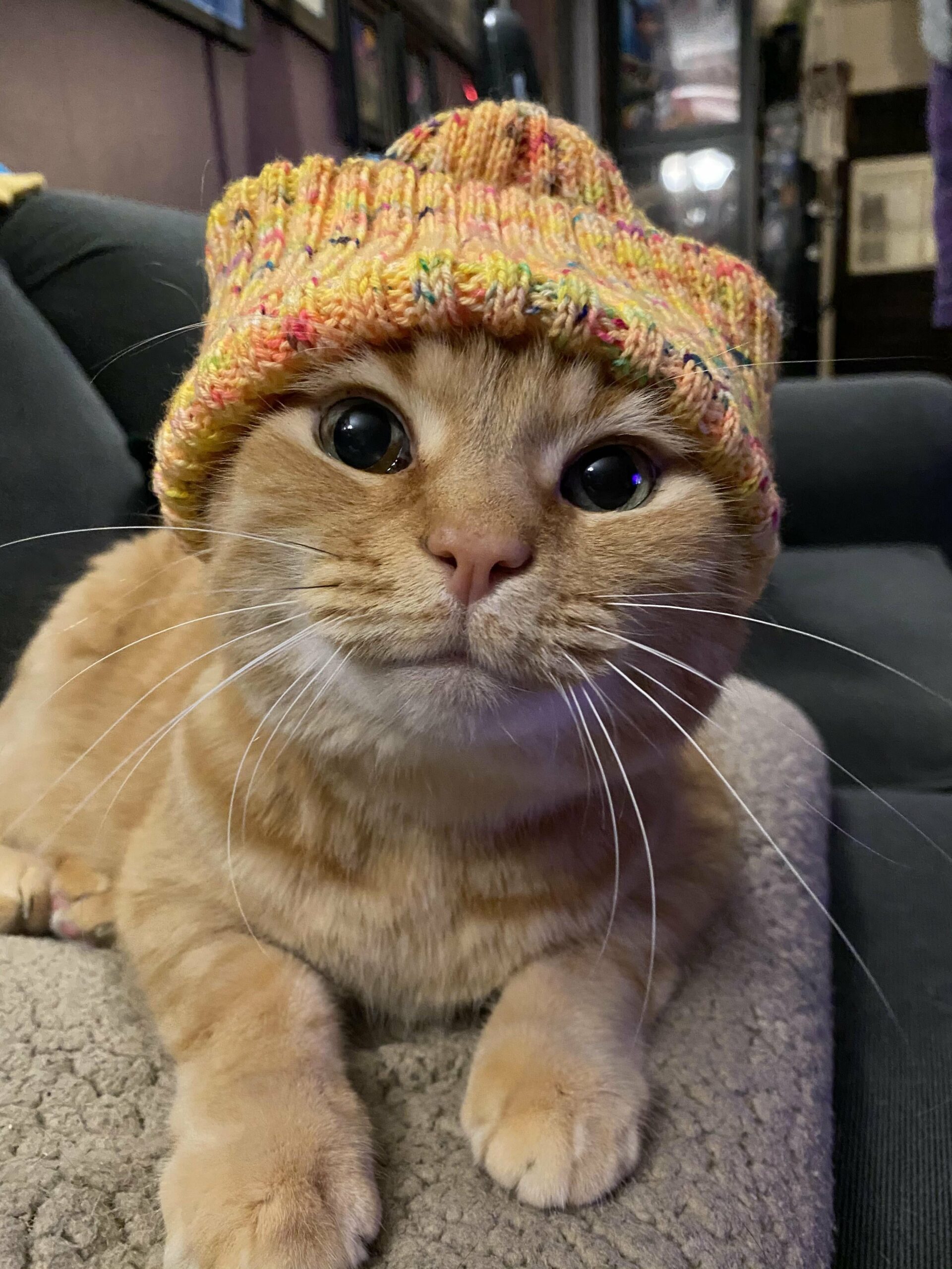 orange cat smiles while wearing a knit cap