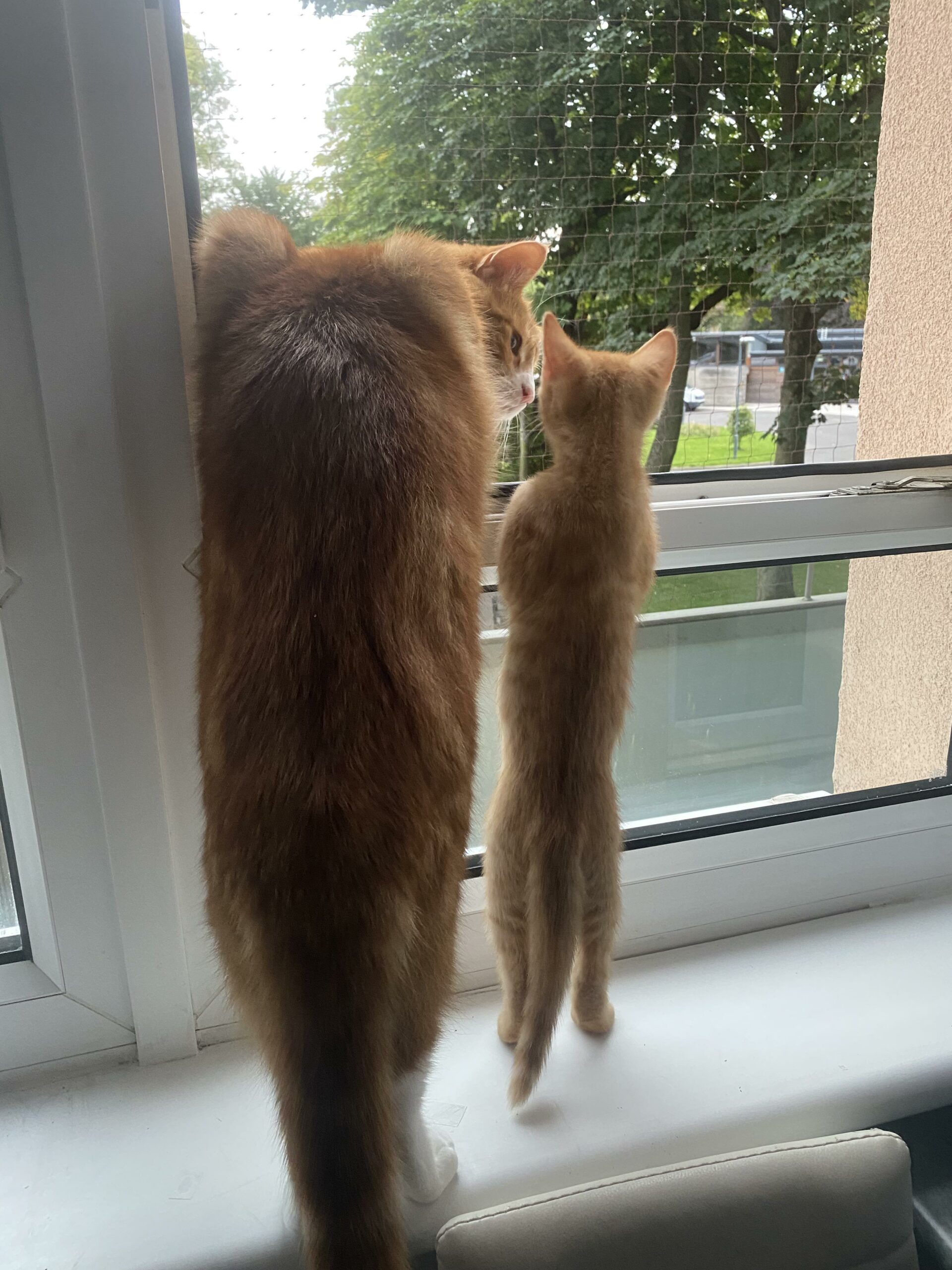 big orange cat and little orange cat standing on hind legs looking out window.