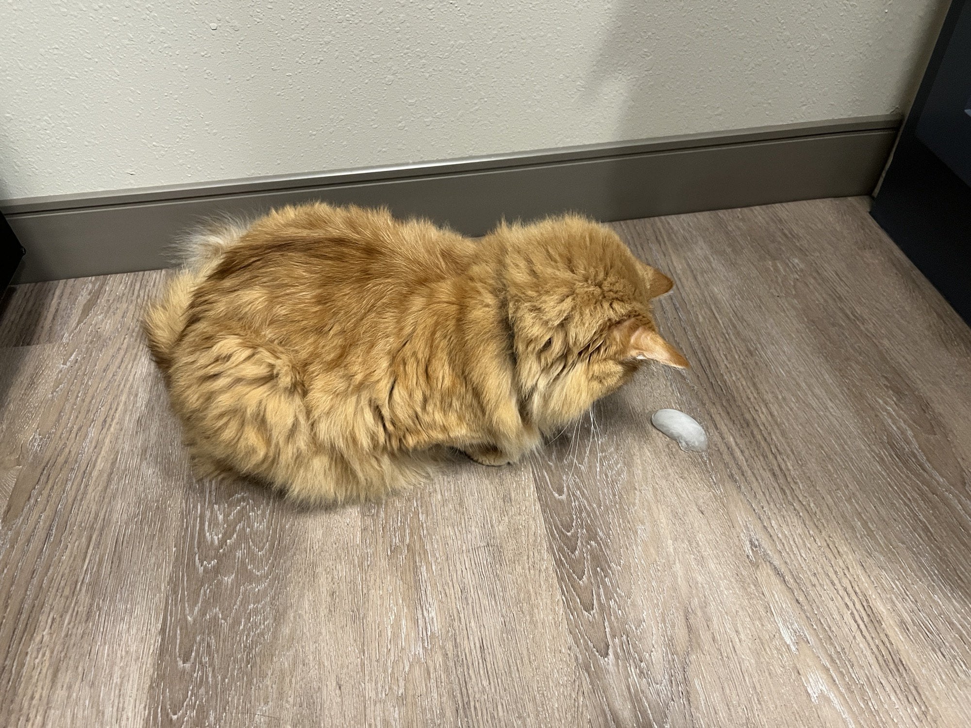 fluffy orange cat staring at an ice cube on the floor