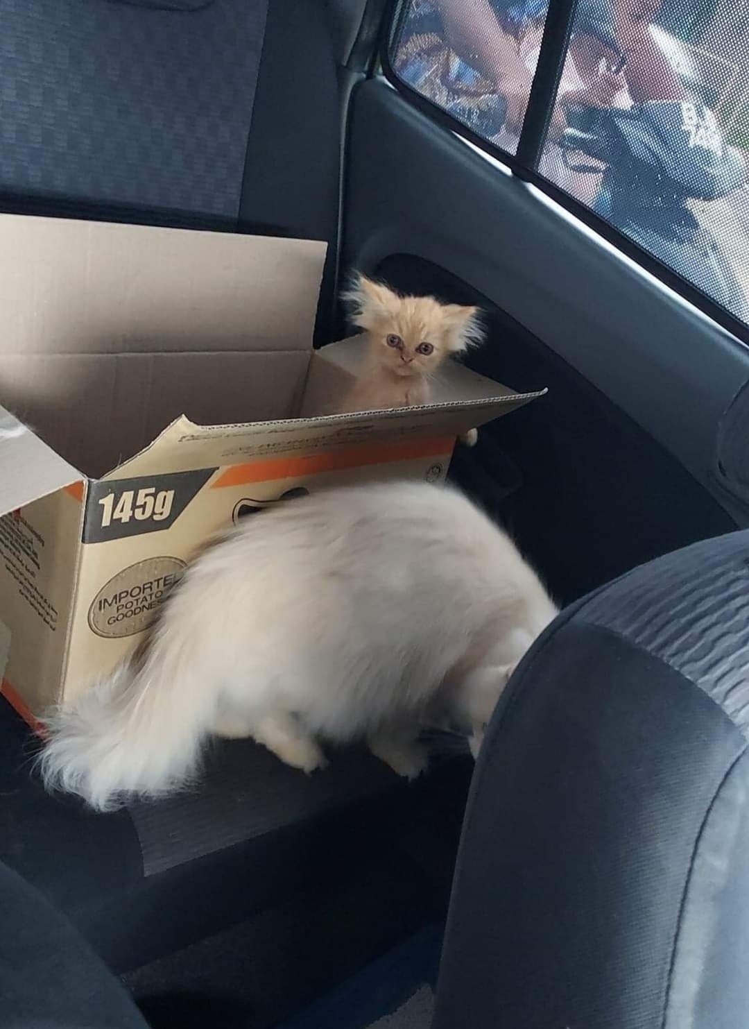 kitten with hair sticking up poking head out of box in car. the cat is quite small and, with their disheveled hair, they look silly.