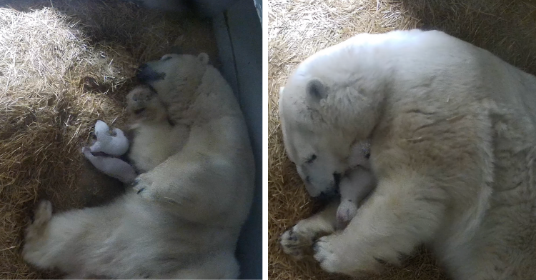 a two-photo collage of crystal and cuddling with her newborn polar bear cubs.