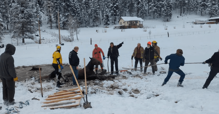 group of people helping a horse out of the icy water.