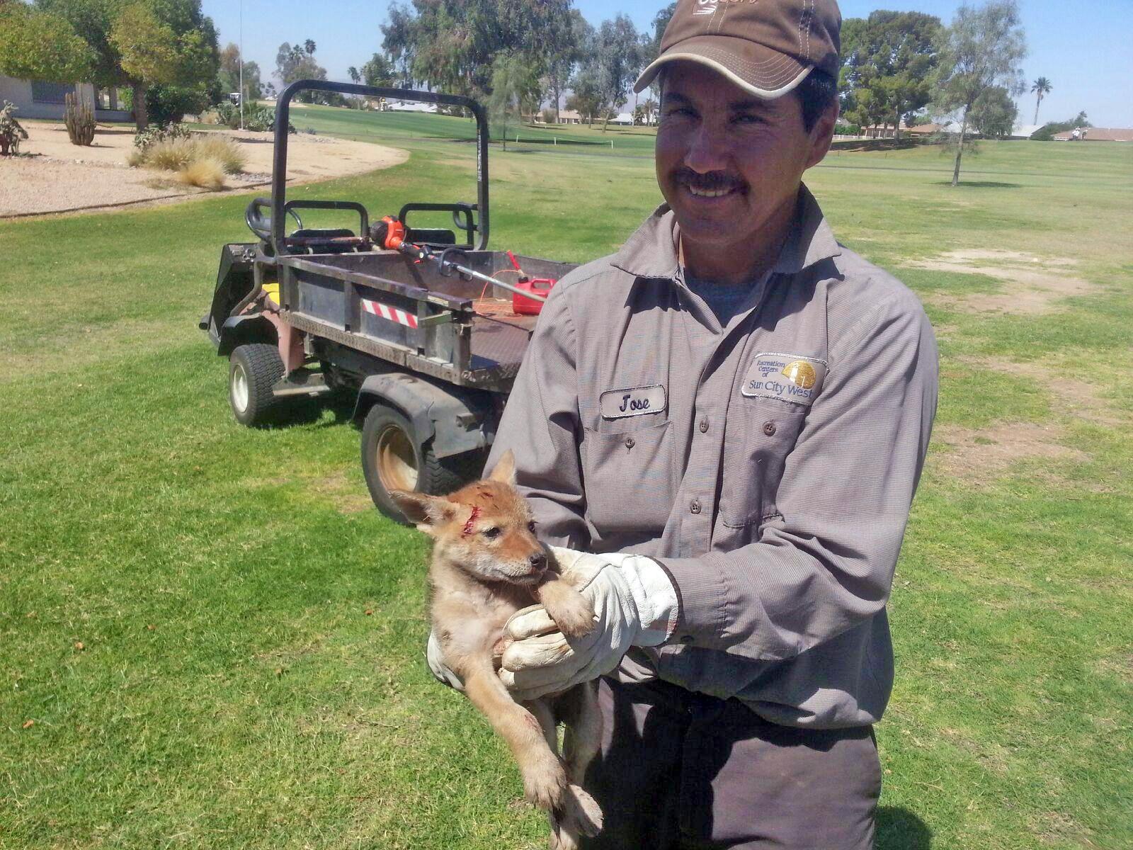 man holding a baby coyote after he pulled cacti from his body.
