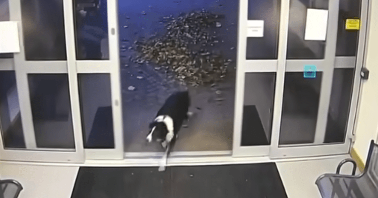 border collie named rosie entering the police station