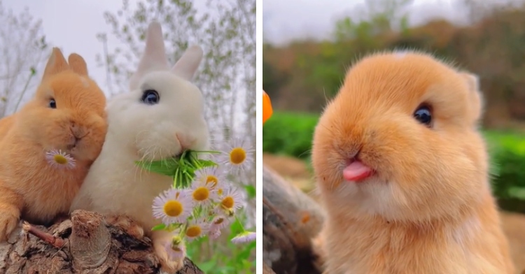 two bunnies looking adorable while eating flowers