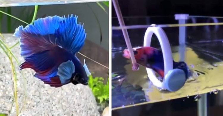 Betta fish jumping through a hoop