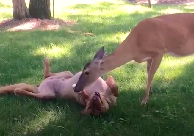 Buttons, the Deer, Plays with His Friend, G-bro, the Golden Retriever. Buttons Stands While G-bro Rolls on His Back.