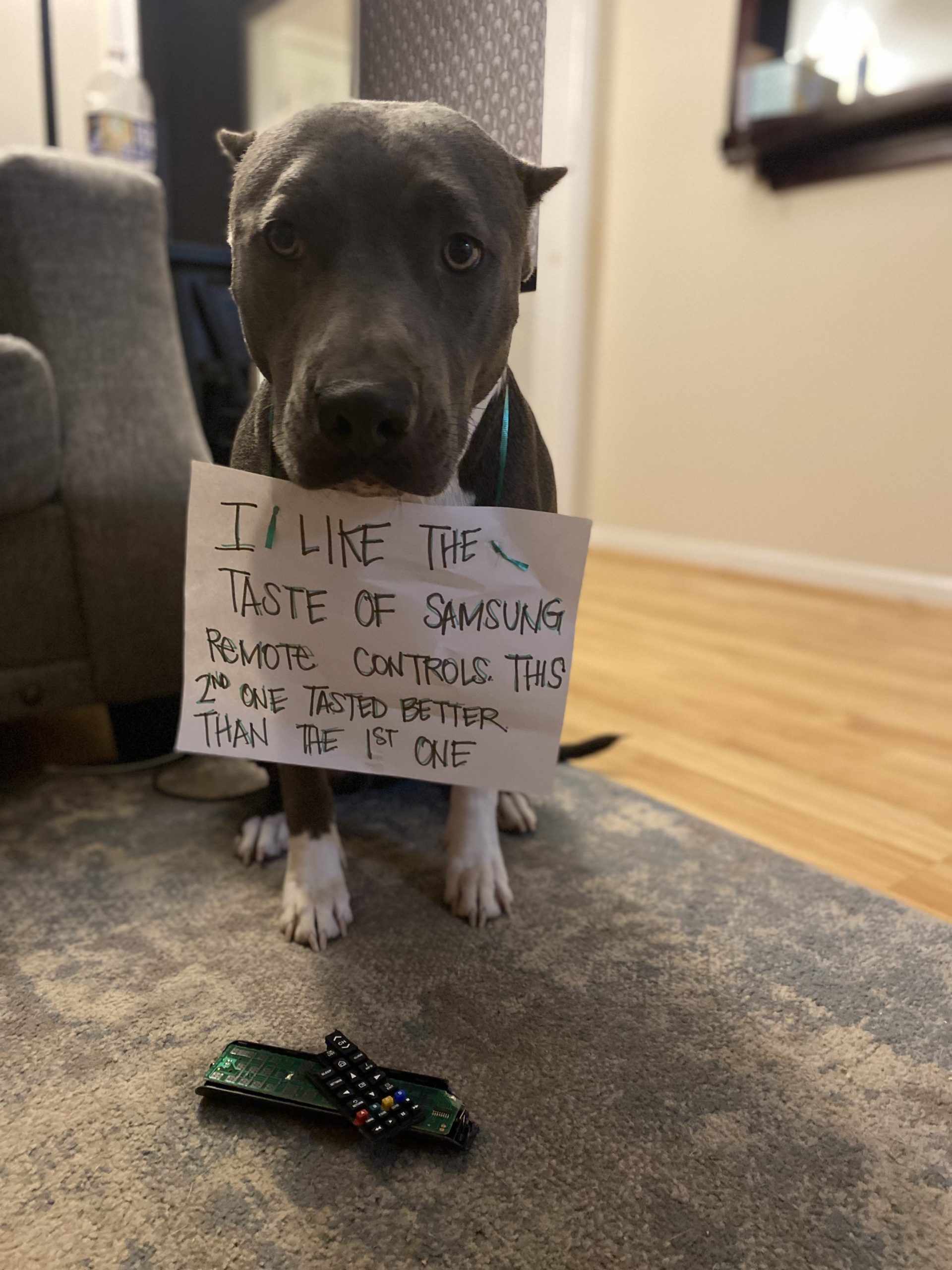 dog wearing a sign that says "I like the taste of Samsung Remote controls. The 2nd one tasted better than the 1st one."