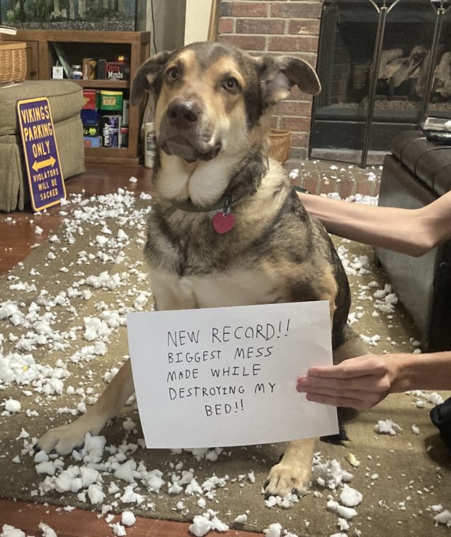dog surrounded by fluff with a sign that says "New record!! Biggest mess made while destroying my bed!!"