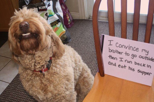 smiling dog with a sign that says "I convince my brother to go outside then I run back in and eat his supper."